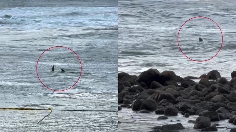 Tubarão nadando em águas rasas próximo a crianças na Praia das Astúrias, Guarujá, litoral de SP.