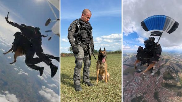 Cão paraquedista salta em São Paulo (Foto: Reprodução / Agência SP)