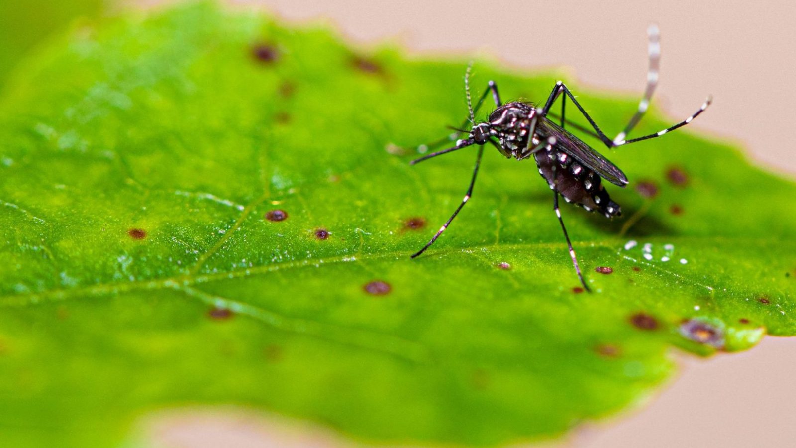 Aedes aegypti mosquito pernilongo with white spots and green leaf