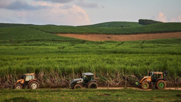 Plantação de cana-de-açúcar no Centro-Sul brasileiro representando a projeção da safra 2026/27 de 635 milhões de toneladas.
