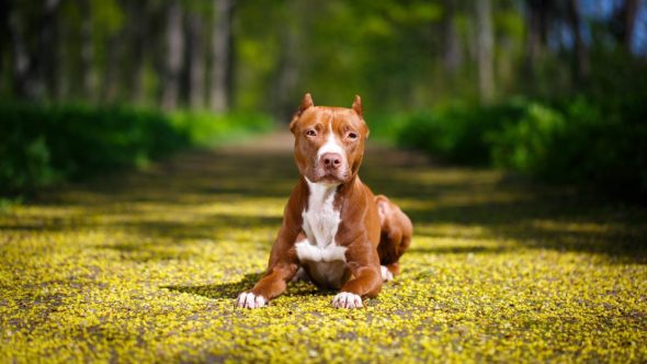 Cachorro ataca e mata bebê de 10 meses em Goiânia (GO)