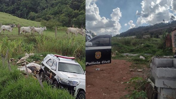 Gado recuperado em Bragança Paulista (Foto: Divulgação / Polícia Civil)