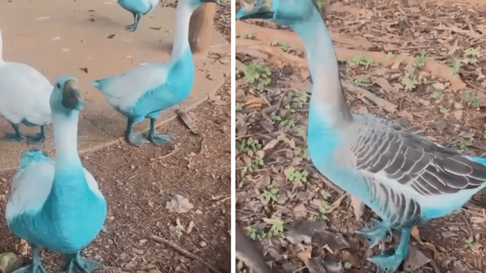 Gansos ficam azuis após vazamento de corante em Jundiaí (Foto: JR / Reprodução)