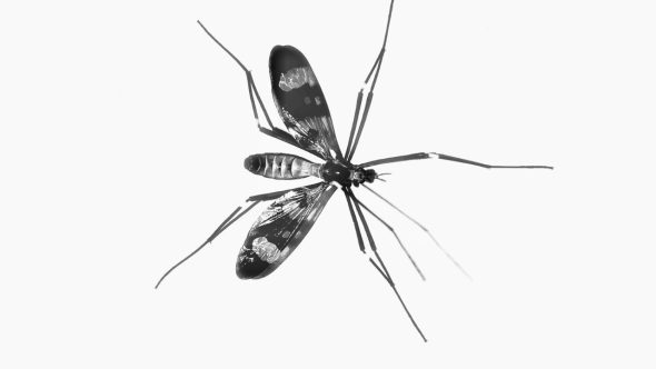 Mosquito transmite a febre amarela (Foto: Reprodução / unsplash)