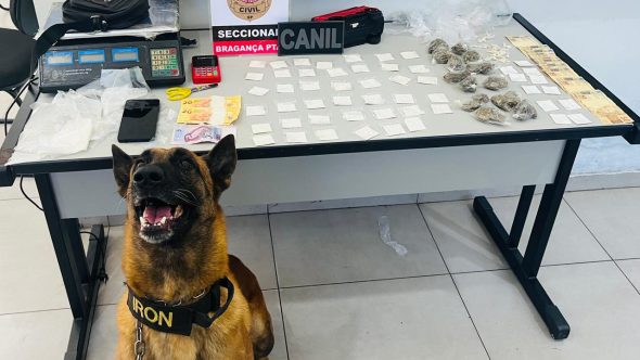 Cão farejador Iron da GCM de Bragança (Foto: Divulgação / SECOM)