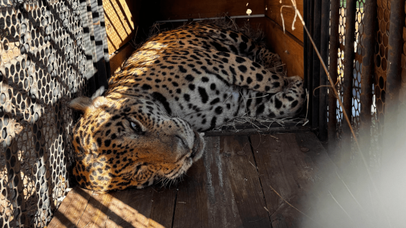 Amparo recebe onça-pintada que teria matado caseiro no Pantanal (Foto: Reprodução / INSTITUTO AMPARA ANIMAL)