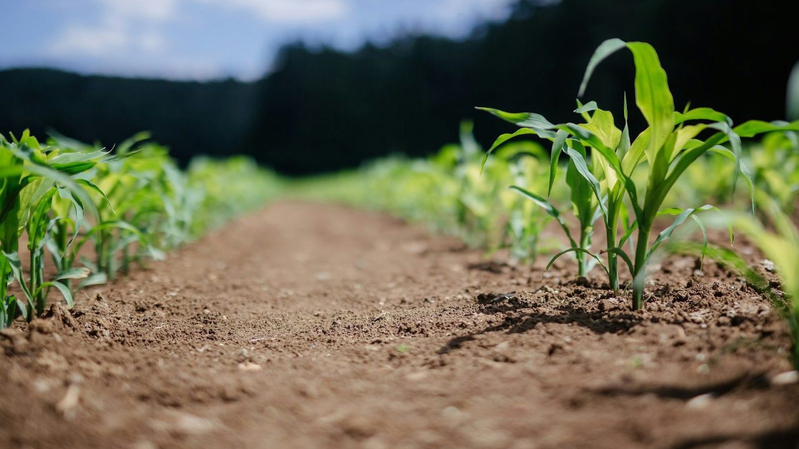 Agricultura Lavoura Plantação Planta Meio Ambiente Adrian Infernus