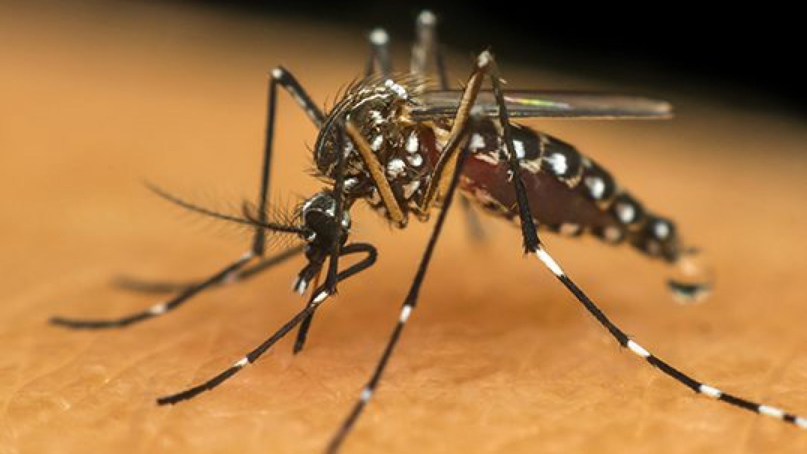 americana morte dengue