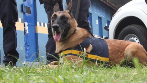 argos cachorro guarda civil municipal santos