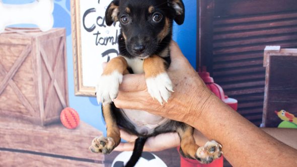 atendimento veterinário são vicente