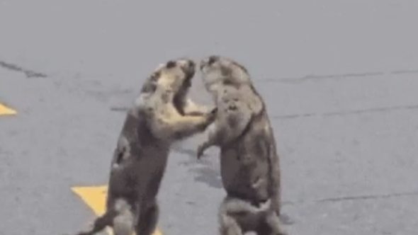 briga marmotas