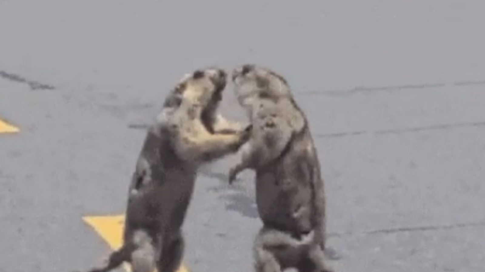 briga marmotas