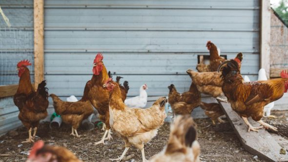 Gripe aviária é investigada pelo Governo Federal (Foto: Reprodução / Unsplash)
