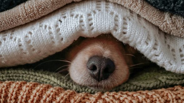 Cachorro Cão Sdf Rahbar Unsplash