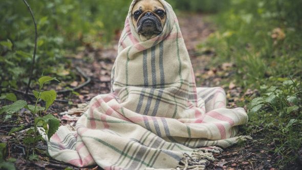 Cachorro frio gelado clima matthew henry unsplash