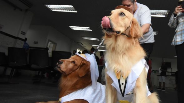 cães terapeutas. Foto: Jairo Marques/Prefeitura de Praia Grande