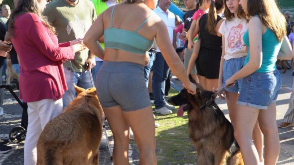 cãominhada solidária guarujá
