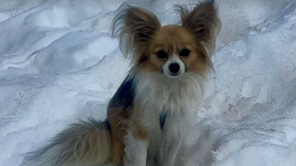 Cachorro Chihuahua salva tutor na Suíça