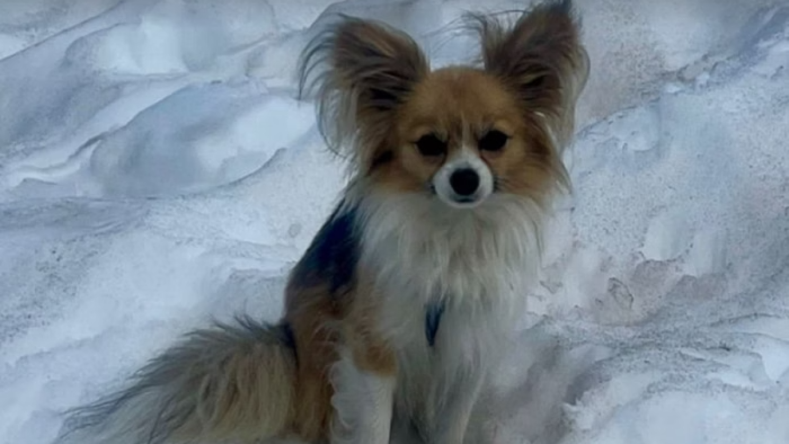 Cachorro Chihuahua salva tutor na Suíça