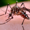 dengue-prevenção
