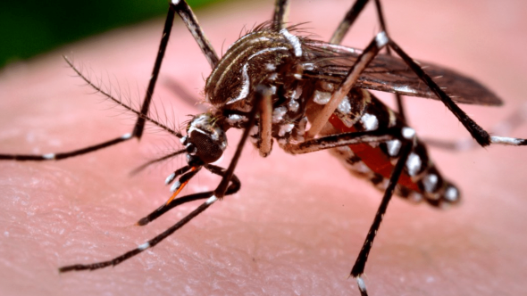 dengue-prevenção