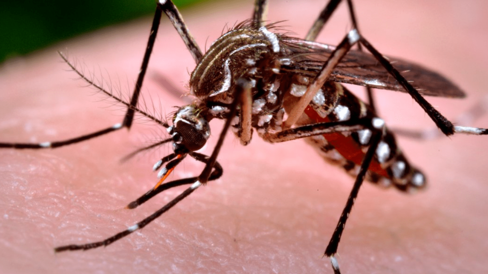 dengue-prevenção