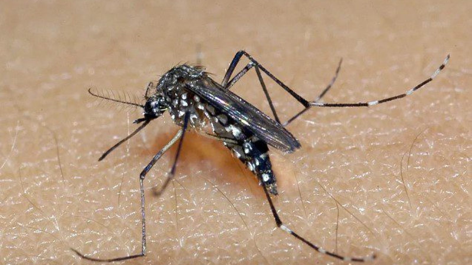 dengue2