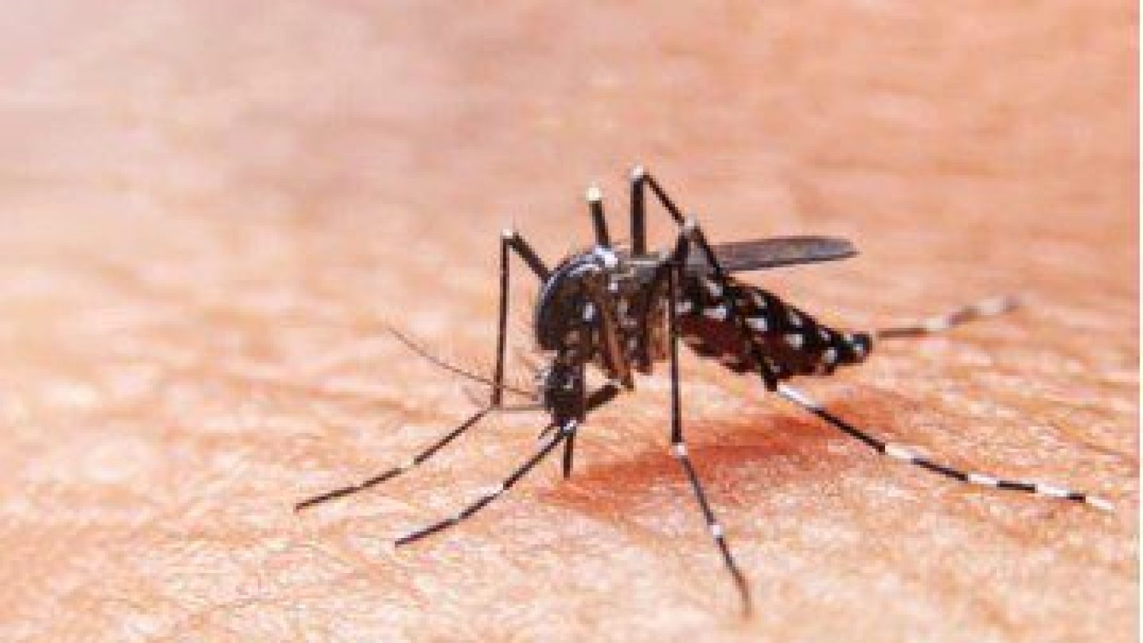 dengue4