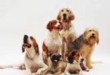 dia mundial do cachorro