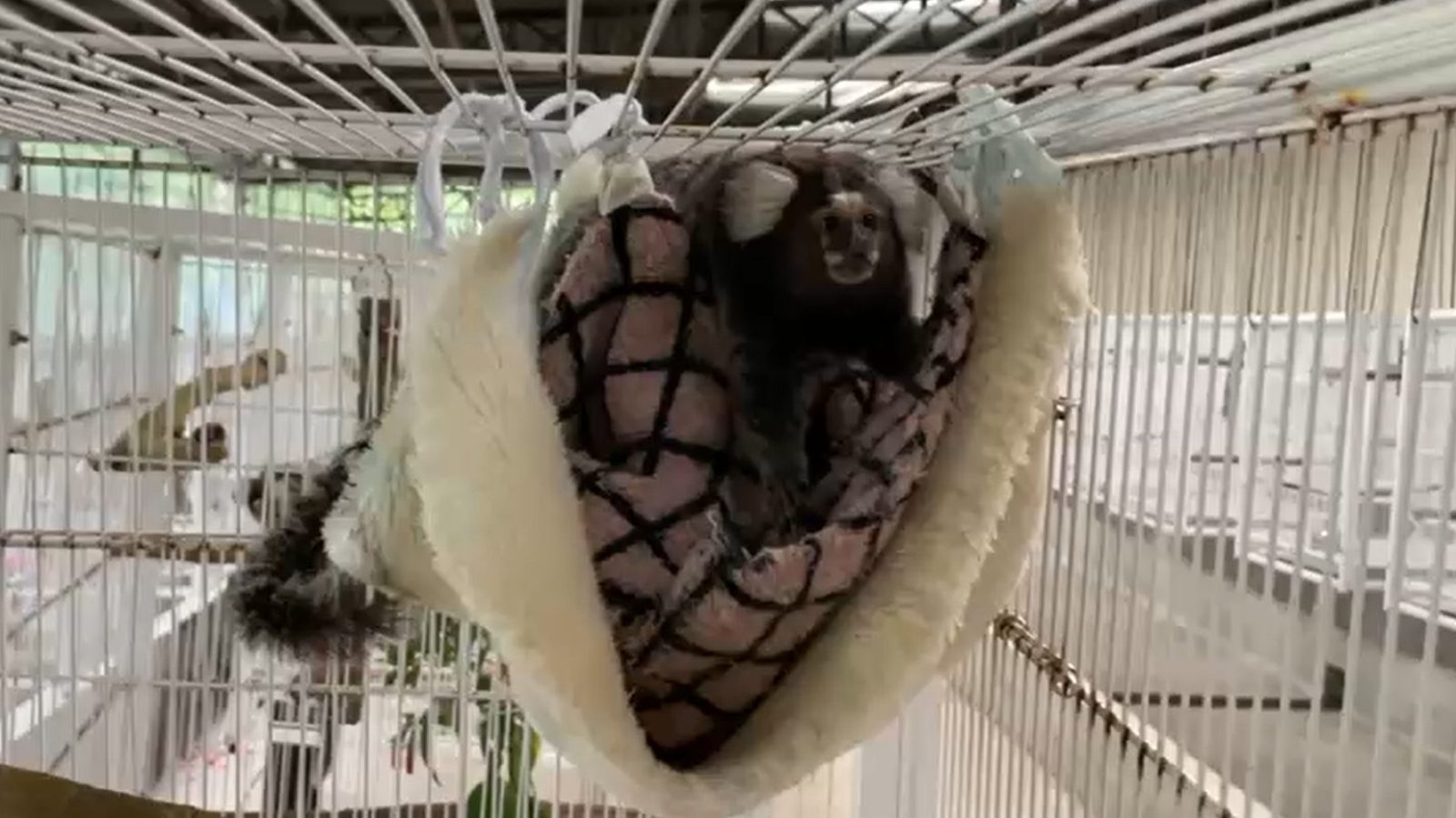Sagui é um dos animais mais sensíveis ao frio, e são realocados para salas com ar-condicionado (Foto: Divulgação / Governo de SP)