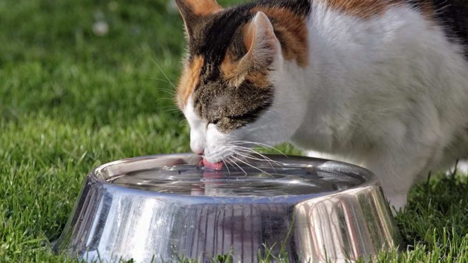 Cat Drinking Water From Metallic Bowl In Back Yard