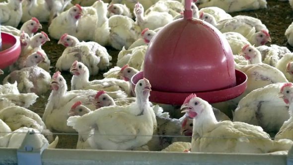 Gripe aviária frango galinha santos agência brasil