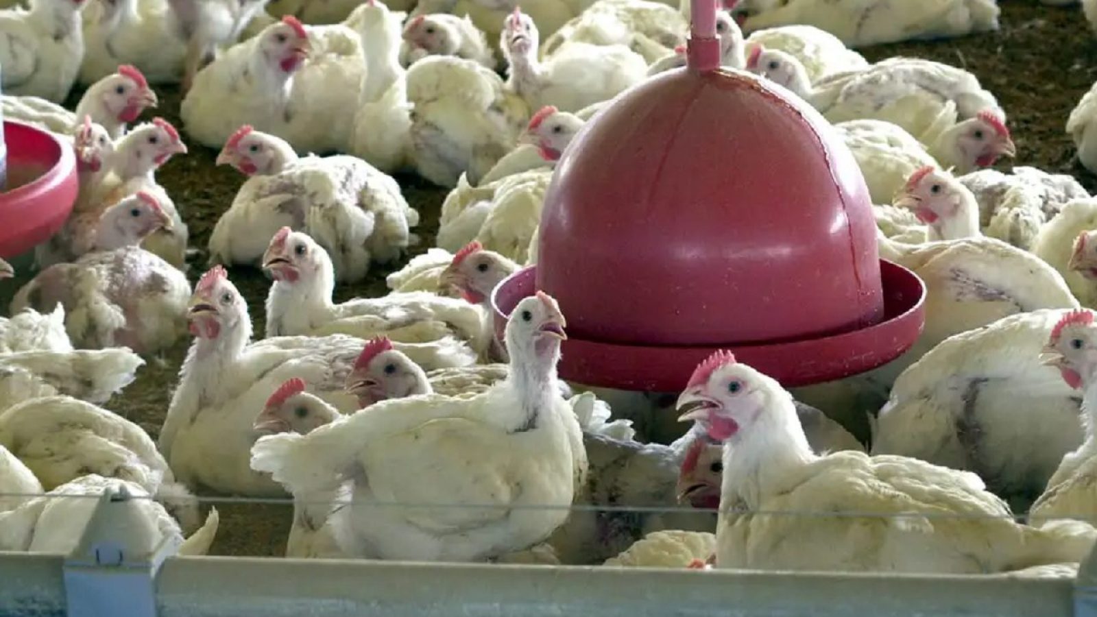 Gripe aviária frango galinha santos agência brasil