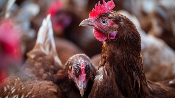 ATENÇÃO! Primeiro caso de gripe aviária em granja comercial é confirmado