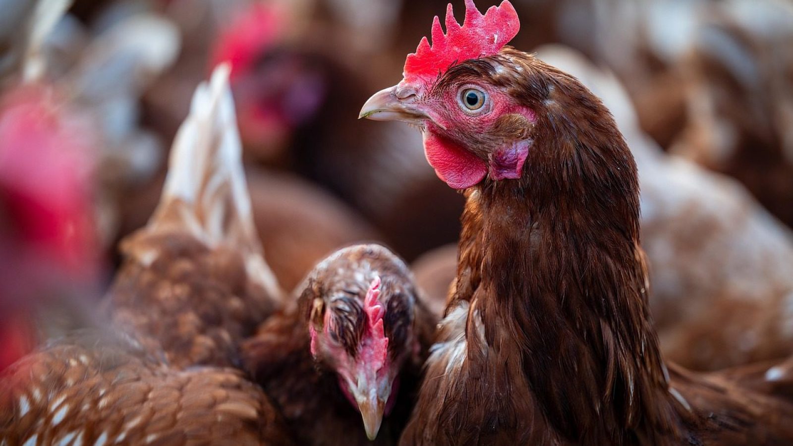 ATENÇÃO! Primeiro caso de gripe aviária em granja comercial é confirmado