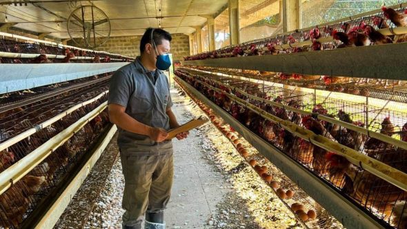 Governo de SP realiza fiscalização após caso de gripe aviária no sul (Foto: Reprodução / AgênciaSP)