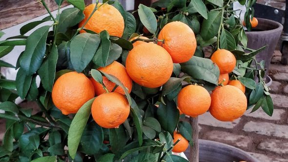 laranja laranjal plantação Mary Savych Unsplash
