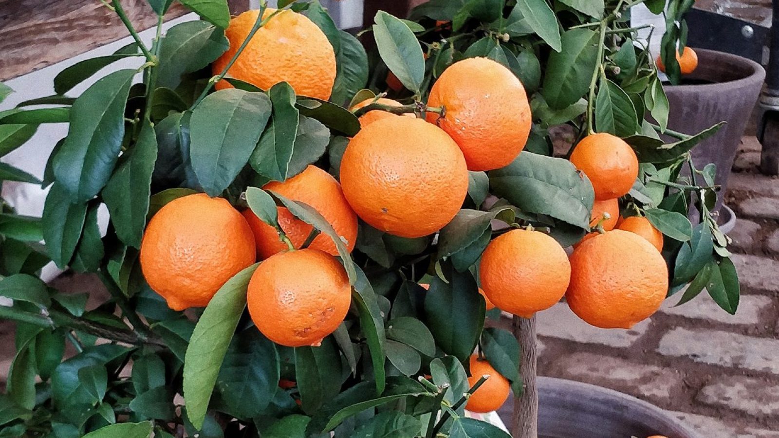 laranja laranjal plantação Mary Savych Unsplash