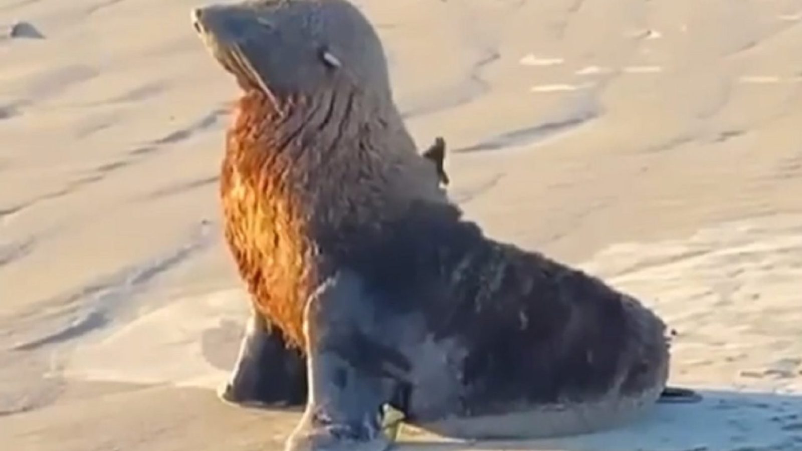 Lobo Marinho surgiu em praia de Bertioga Matheus Rodrigues / Arquivo Pessoal