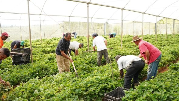 morango agricultura atibaia prefeitura site oficial