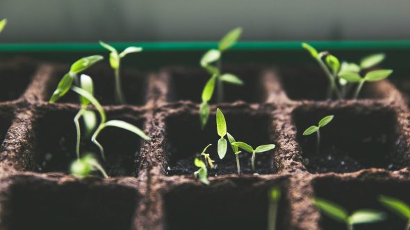 sementes seeds planta plantas Markus Spiske Unsplash