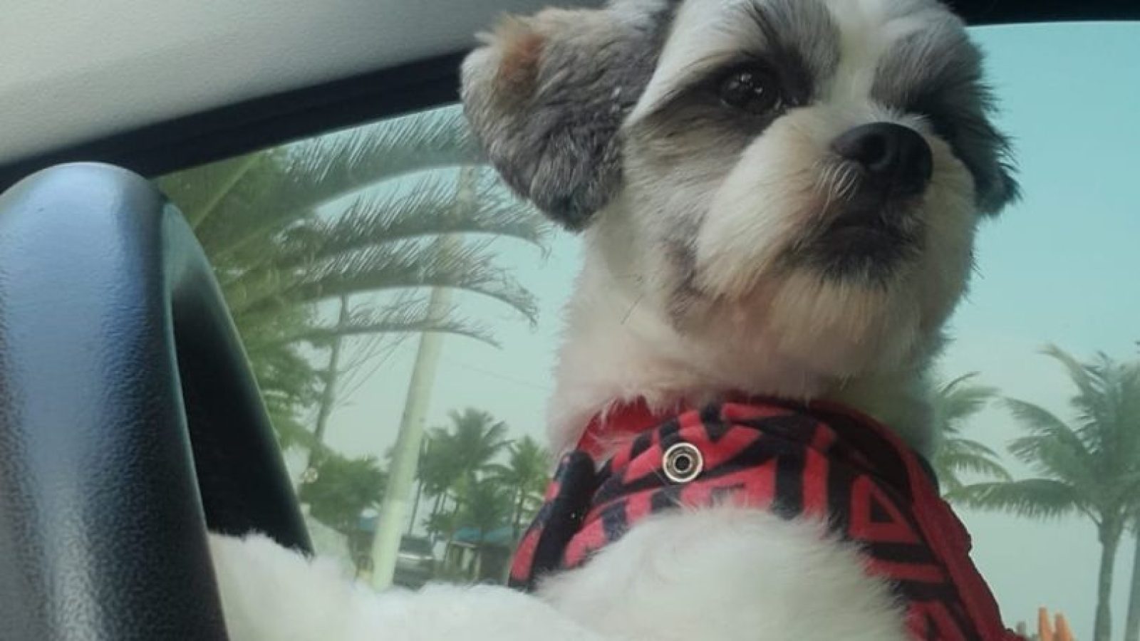 shihtzu